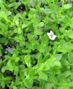 Bacopa monniera (Brahmi) Memory Herb