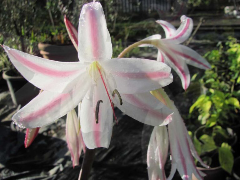 Crinum zeylanicum Milk and Wine - Suncoast Tropicals