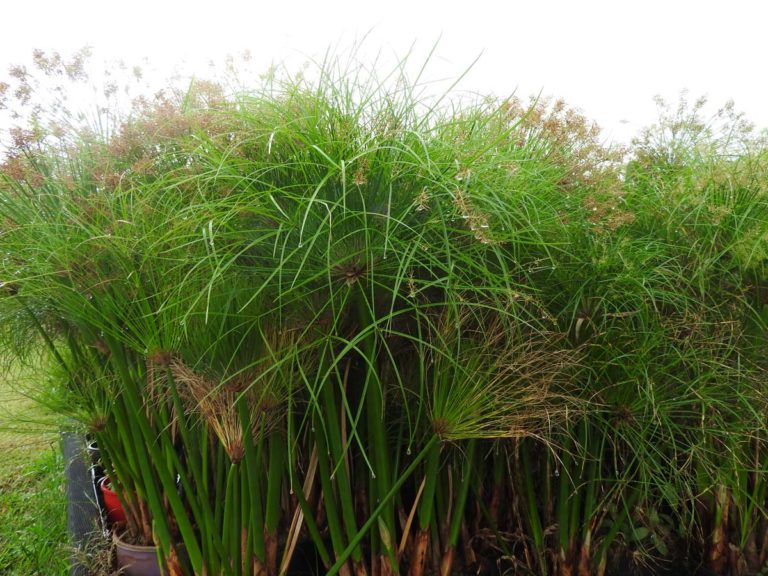 cyperus dwarf papyrus