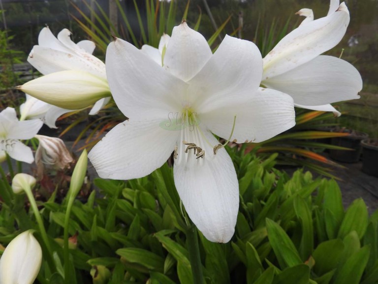 CRINUM x powellii ALBA - Suncoast Tropicals