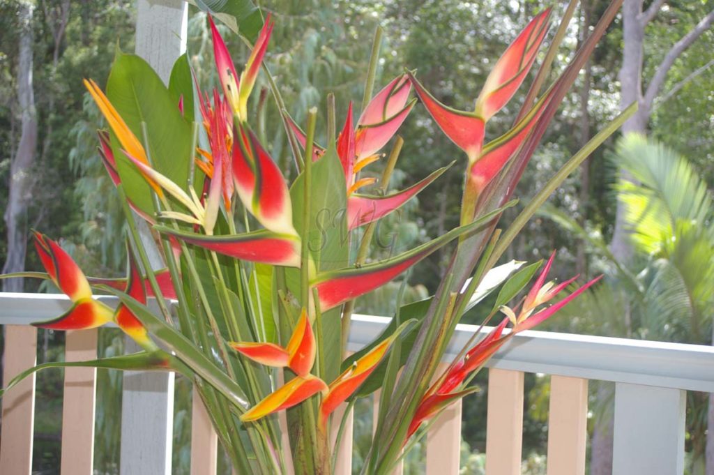 Suncoast Tropicals