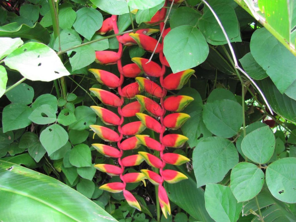 Heliconia Rostrata - Suncoast Tropicals