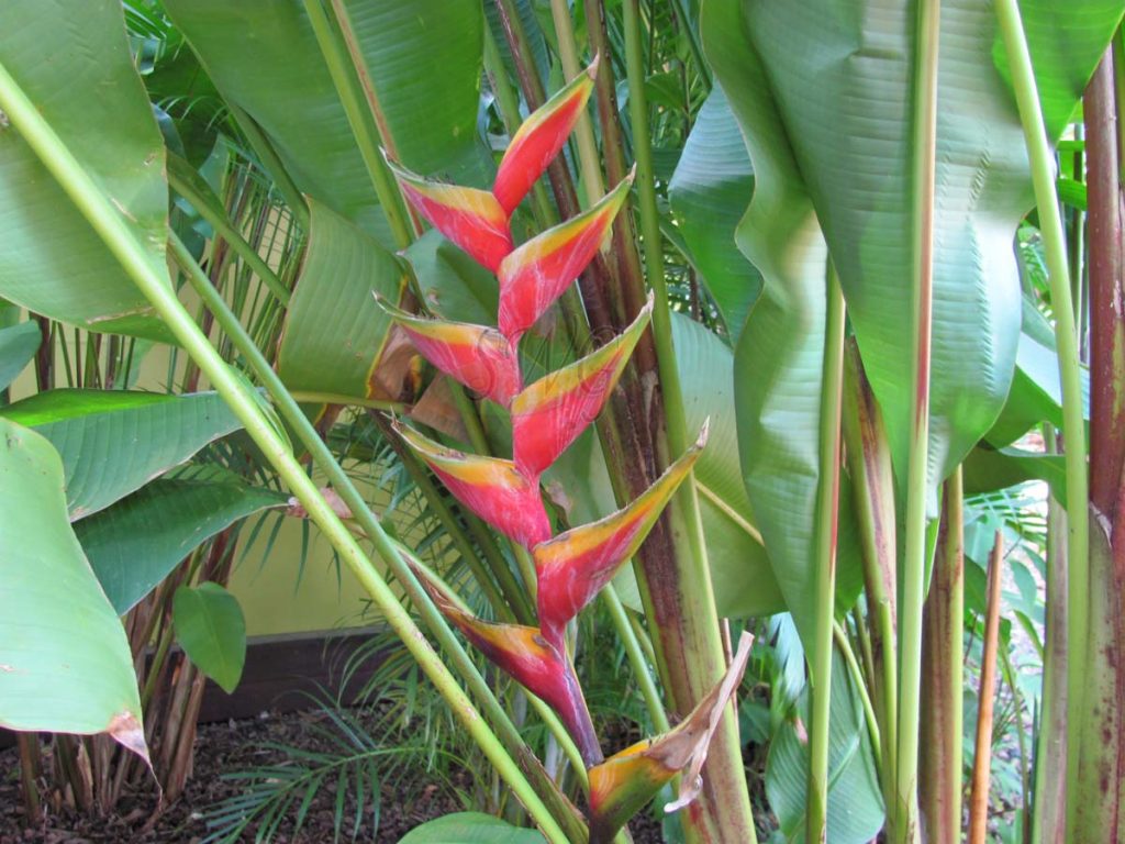 Suncoast Tropicals Heliconia Bihai 'kawika'