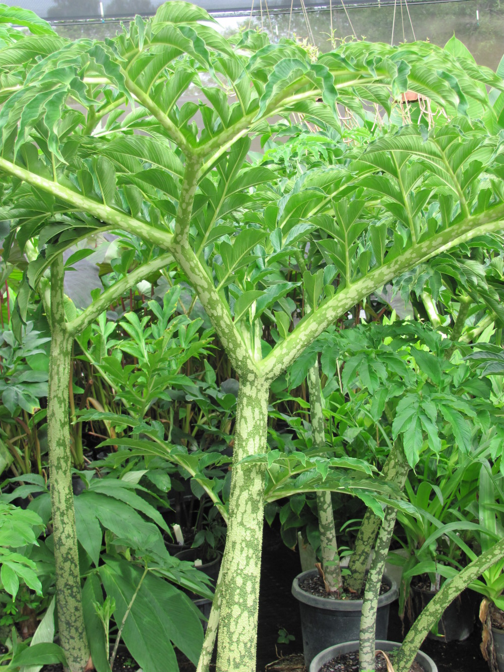 AMORPHOPHALLUS Paeoniifolius Elephant Foot Yam