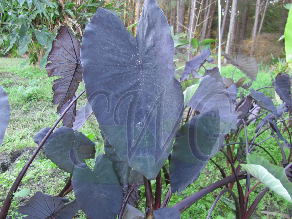 Colocasia painted black gecko