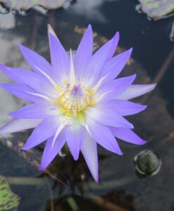 Nymphaea Tropical Star of Siam